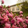 Flowers near Malott Hall