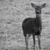 A black and white photo of a deer. Credit: Michele M Vogel, Shutterstock contributor